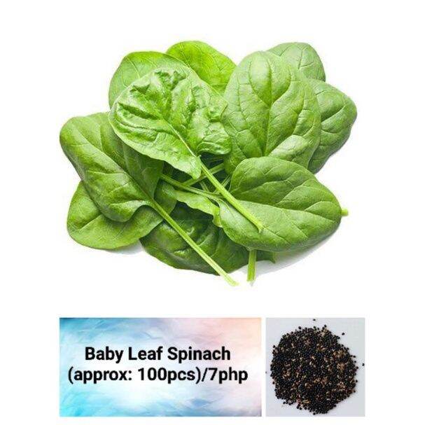 Baby Leaf Spinach Seeds Lazada PH