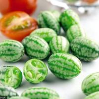 เมล็ดพันธุ์ แตงกวาจิ๋ว เม็กซิกัน (Mexican Sour Gherkin Cucumber Seed) บรรจุ 10 เมล็ด คุณภาพดี ของแท้ 100%