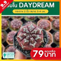 ยิมโน เดย์ ดรีม (Daydream) แคคตัส กระบองเพชร