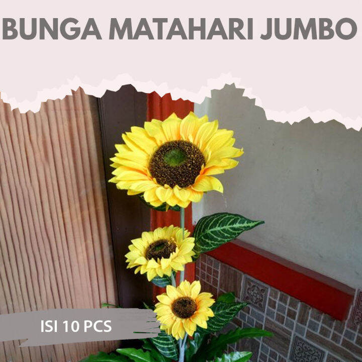 Bunga Matahari Jumbo Benih / Bibit Bunga Matahari Jumbo Easy To Grow ...