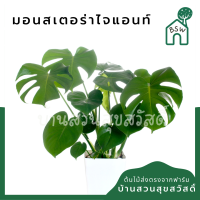 มอนสเตอร่า มาในกระถางพร้อมตั้ง Monstera Deliciosa (Giant)