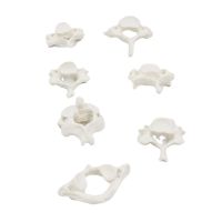 1 is greater than 1 seven cervical vertebral body loose bone anatomy model human spine bone rehabilitation teaching props demonstration