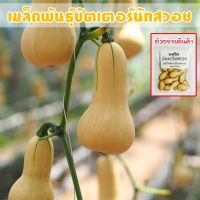 เมล็ดพันธุ์ บัตเตอร์นัทสควอช ฟักทองฝรั่ง Butternut Squash ปลูกง่าย โตเร็ว ผลผลิตสูง (ซื้อ 10 แถม 1 คละได้)