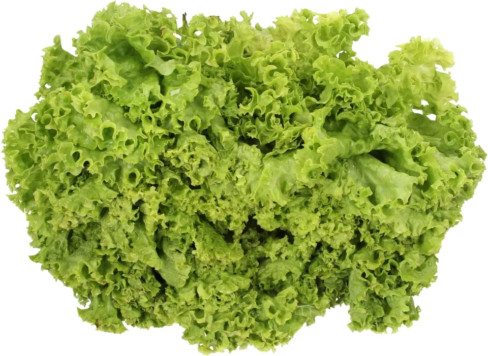 N! Drops] Ago'2022 #45: uma estrela chamada Lettuce! - Netoin!