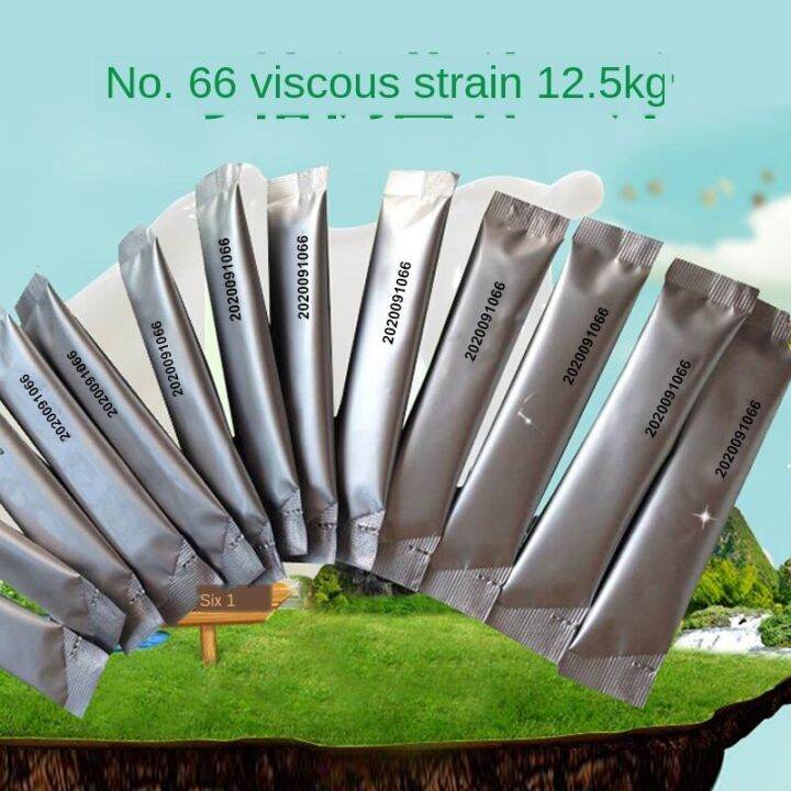 Solid old yogurt bacteria coagulation type fermented solid bacteria