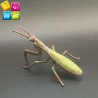 ? Genuine and exquisite model collecta I you he thin-winged mantis simulation insect animal model cognitive toys 88351