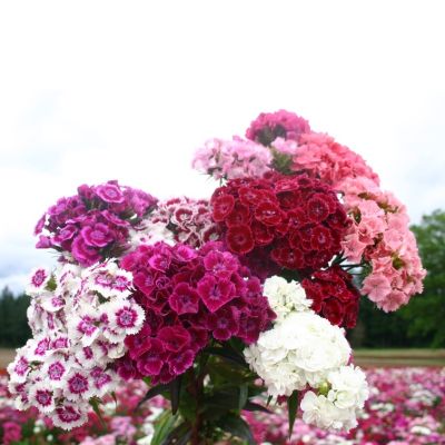 เมล็ดดอกสวีทวิลเลี่ยมคละสี ของแท้100% Mixed Sweet William Dianthus Flower บรรจุซอง150-200 เมล็ด