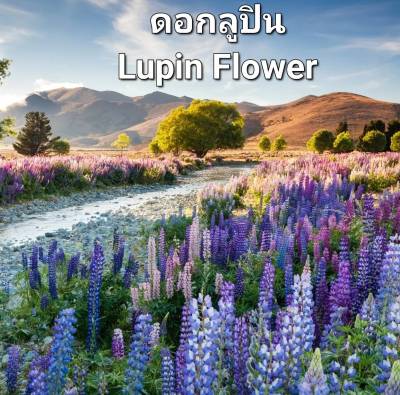 ลูปิน เมล็ดพันธุ์ดอกลูปิน Lupin Flower Seed บรรจุ 5 เมล็ด 10 บาท