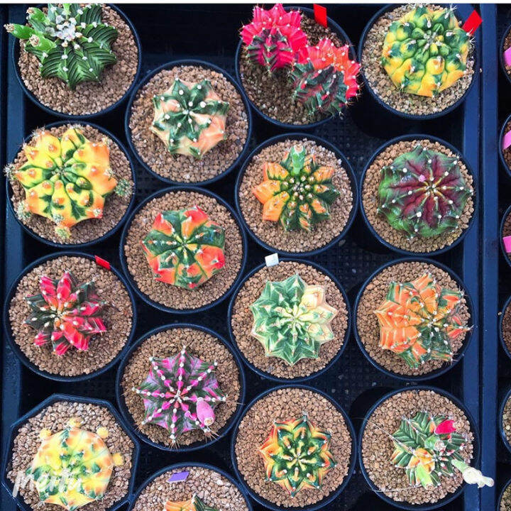 [100 Original Seed] 70pcs Mixed Cactus Seeds for Sale Bonsai Seeds for