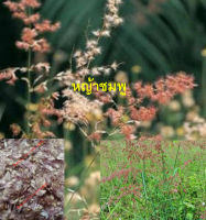 เมล็ดหญ้าชมพู หญ้าดอกชมพู pink grass จากทุ่งหญ้าดอกสีชมพูในไทย