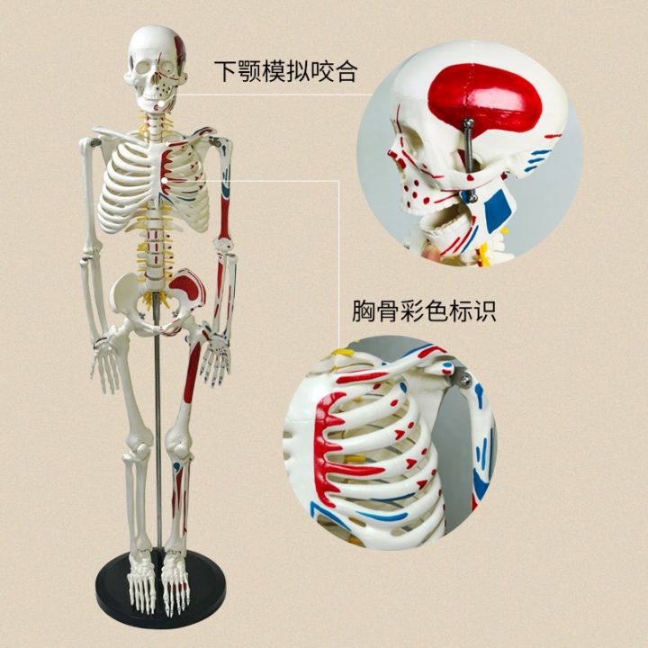 human-skeleton-model-85-cm-medical-skeleton-spine-adult-spinal-remove-body-skeleton-models-simulation-hands