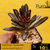 ต้นไม้อวบน้ำ กุหลาบหิน คาลันโช โทเมนโทซา โกลเด้นเกิร์ล kalanchoe tomentosa "Golden Girl" #succulent