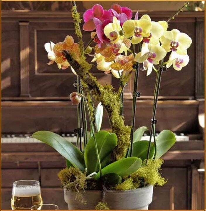 30-เมล็ดพันธุ์-bonsai-เมล็ดกล้วยไม้-ฟาแลนนอปซิส-phalaenopsis-orchids-orchid-flower-seed-อัตราการงอกของเมล็ด-80-85