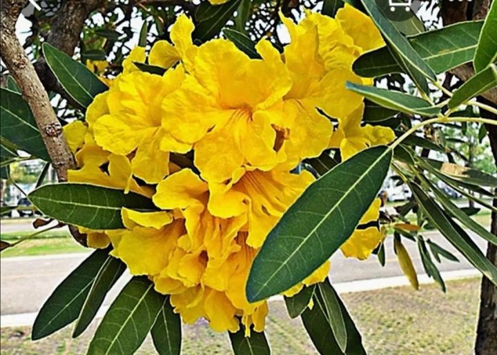 ต้นเหลืองปรีดียาธร-yellow-pridiyathorn-1ชุด3ต้นขนาด15ซม