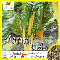 เมล็ดพันธุ์ สวิสชาร์ด สีเหลือง 100 เมล็ด Golden Swiss Chard Seed เมล็ดพันธุ์แท้ นำเข้าจากต่างประเทศ ปลูกง่าย โตไว