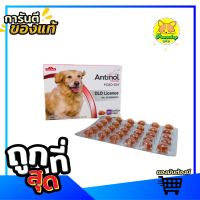 Shop แท้ ของแท้ มีในไทย [ถูกสุด] Antinol ช่วยบำรุงข้อ กระดูก ขน ผิวหนัง และไต(แบ่งขาย 30 caps ) (1 กล่อง 60 caps) สำหรับสัตว์เลี้ยง By appbew