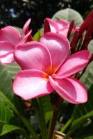 30 เมล็ดพันธุ์ เมล็ด ลั่นทม หรือ ลีลาวดี สายพันธุ์แคระ Frangipani Plumeria Seed นำเข้าจากฮาวาย อัตราการงอก 80-85%