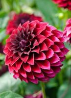 1 หัว /ชุุด เหง้า ต้นรักเร่ Dahlia Bulb สายพันธุ์ Black Fire สีแดง หัวรักเร่ ดอกไม้ ดอกรักเร่ รักแรกพบ เฟิร์สเลิฟ ดอกไม้นำเข้า พร้อมให้ดอก