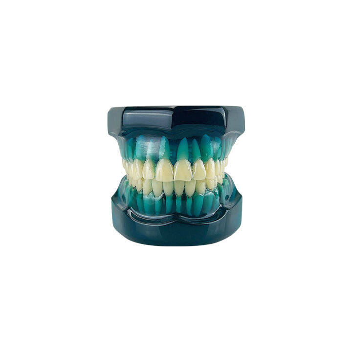 Dental Resin Model 11 Teeth Teaching Model For Studying Dentist