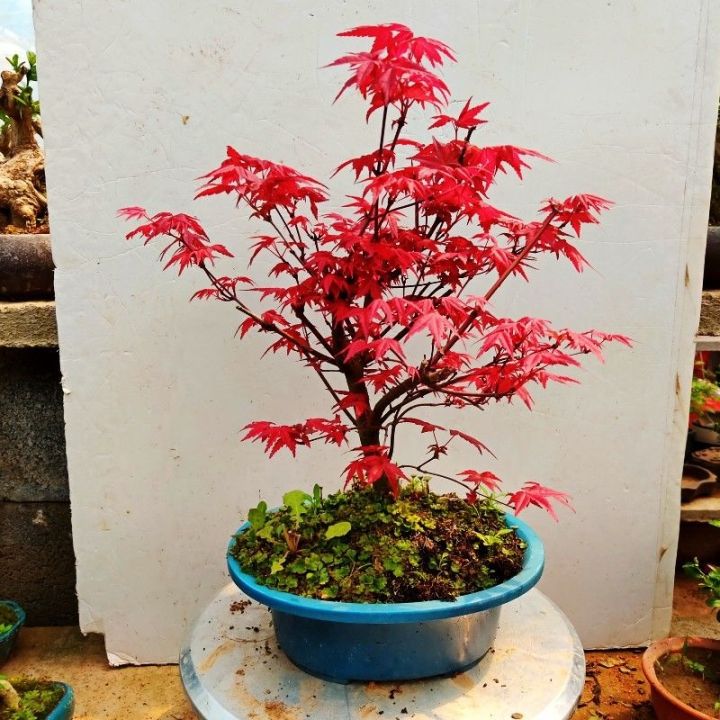 Japanese Red Maple Bonsai Old Pile Red Dancer Stump Golden Maple