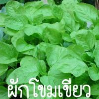 ซื้อ 1 แถม 1，50 เมล็ด (ไม่ใช่พืช)ผักโขมเขียวถูกที่สุด  บ.เมล็ดพันธุ์ผักโขมเขียว เมล็ดงอกง่ายโตไว️พุ่มใหญ่ทานอร่อย