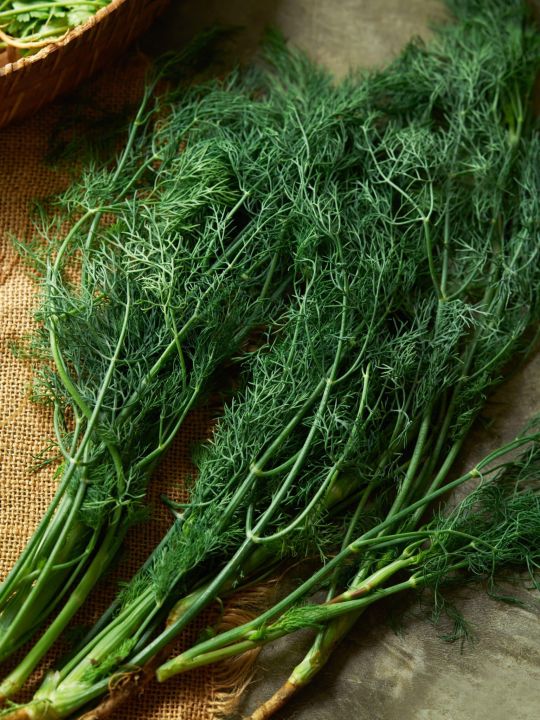 ผักชีลาว-เมล็ดพันธุ์ผักชีลาวแกงอ่อม-dill-seeds-ผักชี