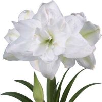 (โปร++) Amaryllis White Marquis 1หัว/ชุด เป็นว่านสี่ทิศดอกซ้อนสีขาว สายพันธุ์จากอิสราเอล เป็นพันธุ์ที่ให้ดอกดก ช่อดอกสูง ส่วนลด เมล็ดพันธุ์ พันธุ์ข้าว เมล็ดหญ้า เมล็ดข้าวโพด