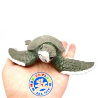 Munich Play - โมเดล Turtle เต่า ทะเล เขียว ขนาด 13.00 CM (จากหาดใหญ่)