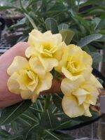 5 เมล็ด เมล็ดพันธุ์ ชวนชม ลูกผสมไฮบริด สายพันธุ์ Angel Yellow สีเหลือง กุหลาบทะเลทราย Desert Rose Adenium seed ราชินีบอนไซ ปลูกง่ายมาก รีบสะสม