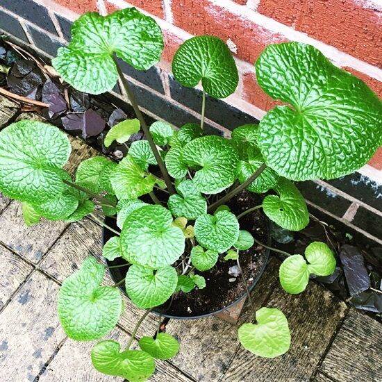 50-เมล็ดพันธุ์-bonsai-วาซาบิ-wasabi-seed-มีคู่มือพร้อมปลูก-อัตรางอก-80-85