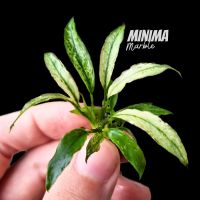 อนูเบียสมินิม่า ใบด่าง – ANUBIAS MINIMA ‘MARBLE’