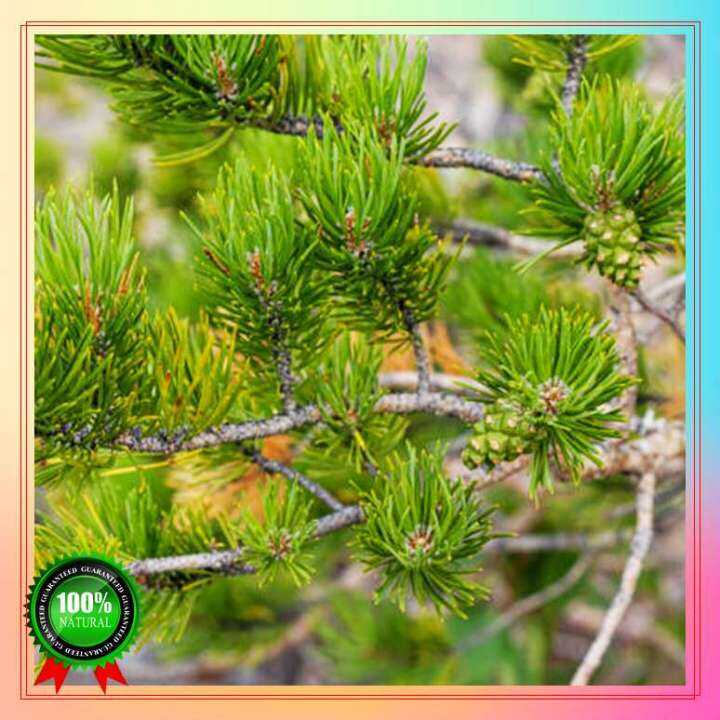 Fast Germination 100 seeds cypress tree seeds Potted seeds Easy To Grow