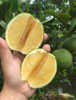 ส้มเช้ง​ กิ่งทาบ​ขนาด​70​ซม