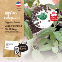 เมล็ดสมุนไพรนำเข้า เสจ Common Sage (Organic Seed) Herb เซจ สมุนไพร​ฝรั่ง​