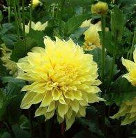 รักเร่ Dahlia Bulb สายพันธุ์ Sun Glow  1 หัว/ออเดอร์ หัวรักเร่ ดอกไม้ หัวหน่อ นำเข้า เหง้า เนเธอร์แลน หัวสดใหม่