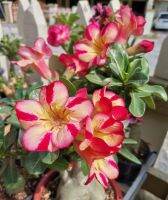 2 เมล็ด เมล็ดพันธุ์ ชวนชม สายพันธุ์ Eliza สีเหลืองแดง Bonsai Desert Rose Adenium Seed กุหลาบทะเลทราย ราชินีทะเลทราย บอนไซ มีคู่มือปลูก