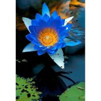 เมล็ดบัวจิ๋ว (Water lily) สีน้ำเงิน 5 เมล็ด