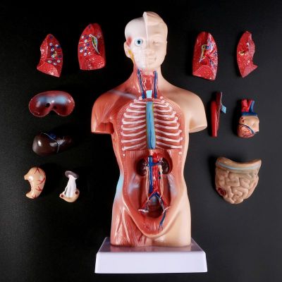 Human Torso Body Model Anatomy Anatomical Heart Brain Skeleton Medical Internal Organs Teaching Learning Supplies Newest 28cm