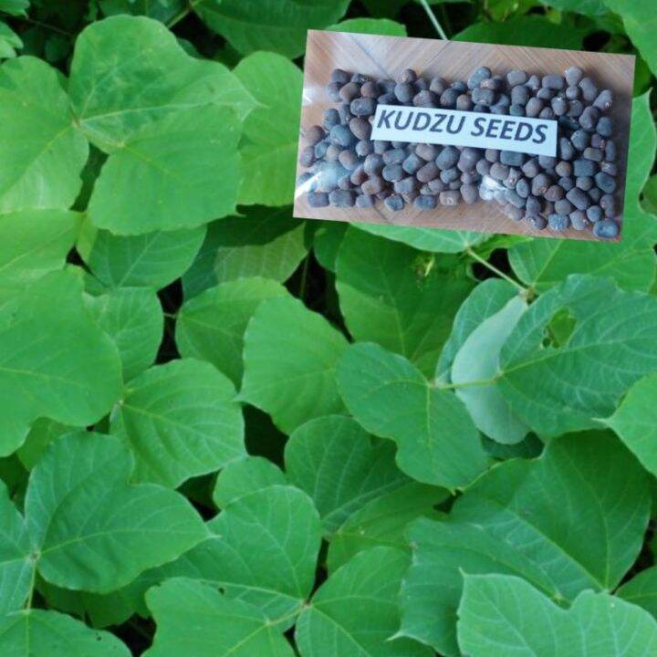 buy one get one free，50 seeds (not plants) Kudzu SeedsLivestock Forage ...