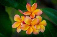 30 เมล็ดพันธุ์ เมล็ด ลั่นทม หรือ ลีลาวดี สายพันธุ์แคระ Frangipani Plumeria Seed นำเข้าจากฮาวาย อัตราการงอก 80-85%