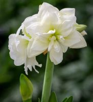 1 หัวว่าน ว่านสี่ทิศฮอลแลนด์ Amaryllis Hippeastrum Alfresco หัวขนาด18-24 ซม สินค้านำเข้า แช่เย็นแล้ว