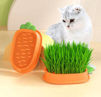 Kutiepom [ส่งจากไทย] ชุดปลูกข้าวสาลีอ่อน สำหรับน้องหมา น้องแมว Wheat Grass Growing Set with 5 bags of seeds