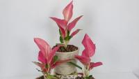 ( PRO+++ ) โปรแน่น.. T153 อโกลนีมา ช้างแดง (Aglaonema) กระถาง 4 นิ้ว สูง 25-30 ซม. ใบสวยงามน่ารักสีชมพู ราชาแห่งไม้ระดับ ต้นไม้นำเข้า ราคาสุดคุ้ม พรรณ ไม้ น้ำ พรรณ ไม้ ทุก ชนิด พรรณ ไม้ น้ำ สวยงาม พรรณ ไม้ มงคล