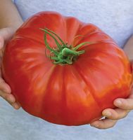 Giant Belgium Tomato (20 seeds) มะเขือเทศยักษ์ (20 เมล็ด)