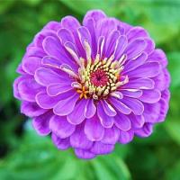 เมล็ดพันธุ์ ดอกบานชื่นสีม่วง (Purple Prince Zinnia Seed) บรรจุ 100 เมล็ด คุณภาพดี ของแท้ 100%