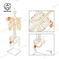 Vertebral Column with Rib Cage Anatomy Model Life Size Human Spine with Complete Vertebrae Cast from Real Human Bones Include