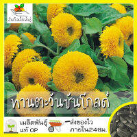 เมล็ดพันธุ์ ทานตะวัน ซันโกลด์ 35 เมล็ด Sungold Sunflower Seed เมล็ดพันธุ์แท้100% นำเข้าจากต่างประเทศ ปลูกผัก สวนครัว ราคาถูก