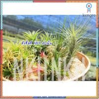 Tillandsia : สับปะรดสี ต้นไม้รากอากาศ ทิลแลนเซีย ไม้ประดับ : ชุด ทิลแลนด์เซีย กลุ่มไม้เลี้ยงง่าย flashsale ลดกระหน่ำ