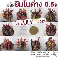 ☀️? เมล็ดยิมโนด่าง Gymnocalycium เมล็ดกระบองเพชร แคคตัส เริ่มต้นเมล็ดละ 0.5 บาท ☀️?