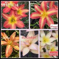 บัวดิน บัวดินสีส้ม 5สีให้เลือก(ขนาดหัวให้ดอก)แยกสีให้ หัวบัวดิน ไม้คลุมดิน